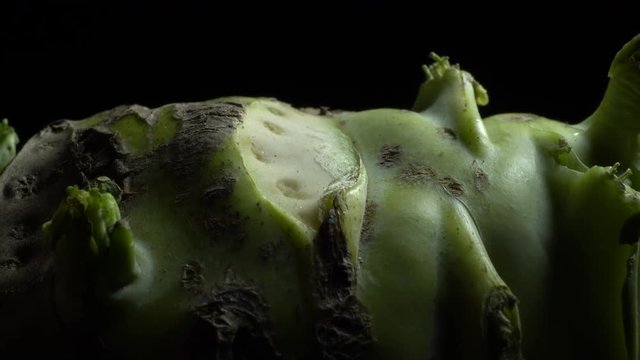 Kohlrabi root in rotation