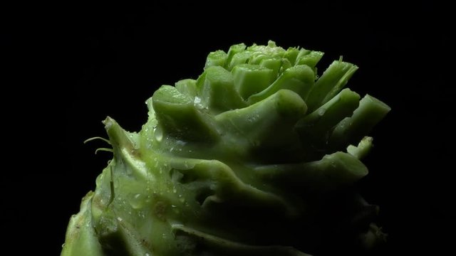 Kohlrabi root in rotation
