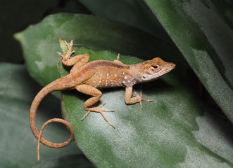 Brown Anole Resting on a Bromeliad Leaf