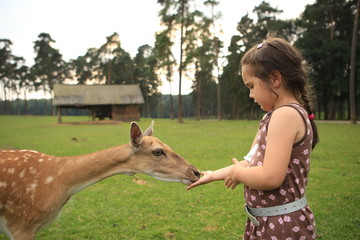 Girl feed food for deer