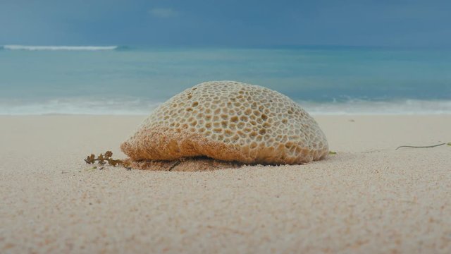 Dead stony coral piece on grainy sand beach, ocean wave washes the shore.