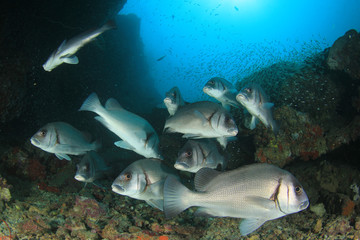 Coral reef and fish underwater