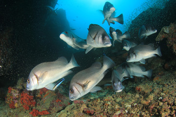 Coral reef and fish underwater