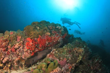 Türaufkleber Scuba divers exploring coral reef © Richard Carey