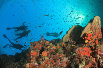 Fototapeta na wymiar Scuba divers exploring coral reef