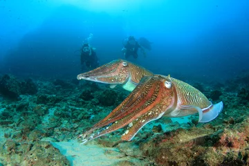 Poster Cuttlefish and scuba divers © Richard Carey