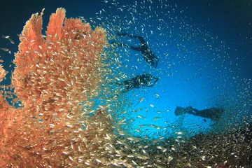 Tuinposter Scuba divers exploring coral reef © Richard Carey