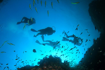 Scuba divers exploring coral reef