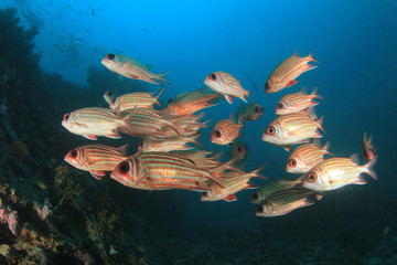Fototapeta na wymiar Coral reef and fish underwater