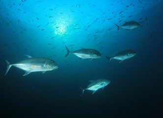 Trevally fish (Jackfish)