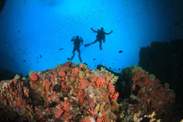 Fensteraufkleber Scuba divers exploring coral reef © Richard Carey