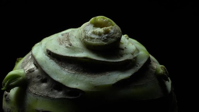 Kohlrabi root in rotation