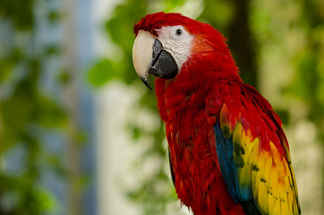 big red parrot looks surprised © elena