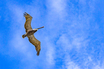 lonely proud pelican spreading its wings flies in the blue sky of Cancun