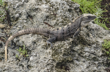 wild Mexican iguana resting
