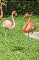 beautiful Mexican flamingos stand on one leg