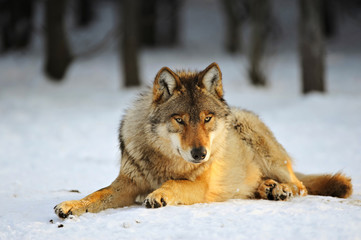 Close Up Photo Of A Wolf (Canis lupus)