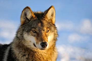 Deurstickers Close Up Photo Of A Wolf (Canis lupus) © Ferenc