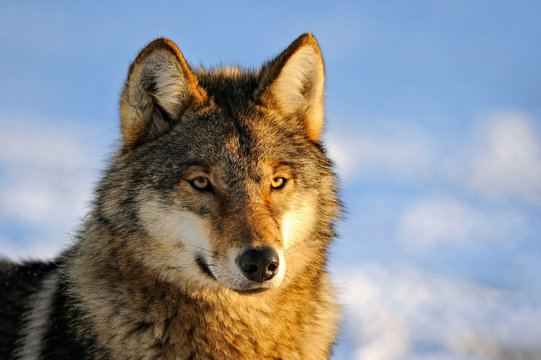 Close Up Photo Of A Wolf (Canis lupus)
