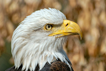 Bald Eagle (Haliaeetus leucocephalus)