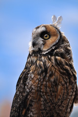 Long eared owl closeup portrait