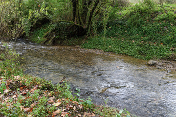 shallow stream in the forest