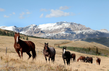 Horses Outside Glacier National Park