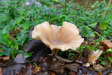 mushroom growing in the ground close up