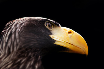 Eagle eye portrait wild nature