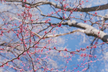 background of blooming pink flowers. pink buds on the tree. Springtime
