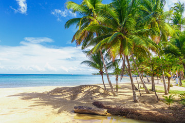 Plakat Paradise. Tropical beach.