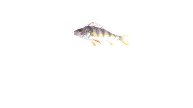 Live zander or pikeperch isolated on white background