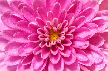 Focus Stacked Chrysanthemum flower center, pink and purple, super macro closeup texture and pattern, petals showing and center