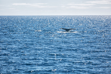 in australia a free whale in the ocean