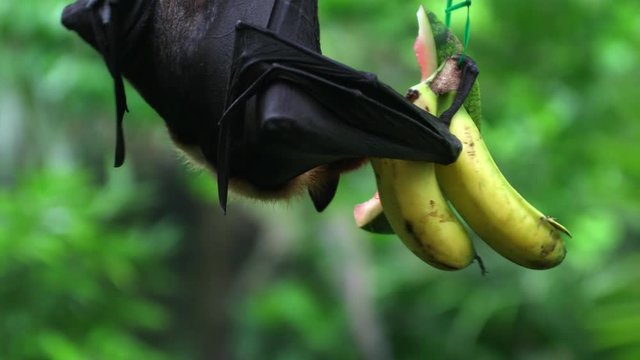 Flying fox (fruit bat) eating fruit hanging upside down from the top of a tree