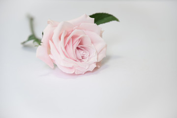 Soft Pink Rose