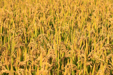 Rice paddies