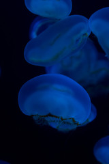 jellyfish-くらげ-