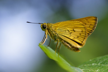 Obraz premium Image of common dartlet butterfly (Oriens gola Moore,1877)on a green leaf on nature background. Insect Animal