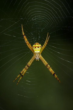 Image of multi-coloured argiope spider (Argiope pulchellla) in the net. Insect Animal