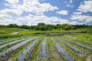 Field crops at the farm.  the plants grown in the mulch plastic film. farm landscape