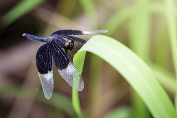 Image of Pied Paddy Skimmer Dragonfly (Neurothemis Tullia) on green leaves. Insect Animal