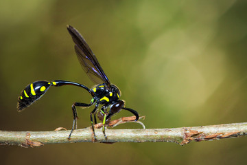 Image of potter wasp(Phimenes flavopictus) eating the bait on a branch. Insect. Animal