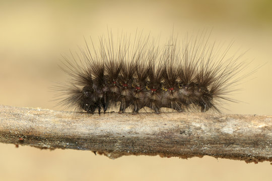 Image of Hairy caterpillar on a tree branch. Insect Animal