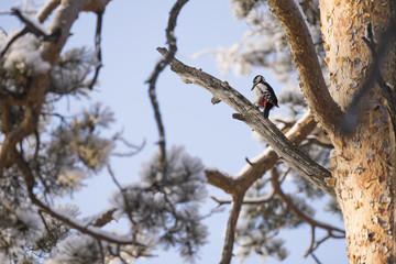 Woodpecker on a tree branch. Close-up.