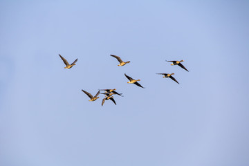 A flock of wild geese flying on the sky