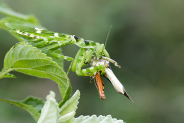 Image of Flower mantis(Creobroter gemmatus) eating brown locust on green leaves. Insect Animal