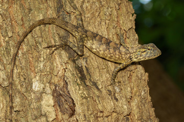 Image of brown chameleon on tree. Reptile. Animal.
