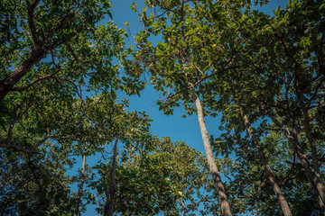 Pine trees with sky
