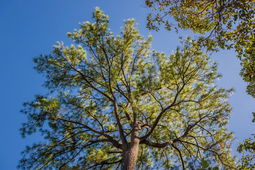 Pine trees with sky